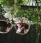 See the world through rose-coloured glasses