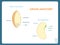 Seed anatomy scheme, Monocotyledon and Dicotyledon. Bean, wheat seed coat, plumule, hypocotyl, radicle, cotyledon