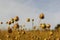 Seed buds closeup of flax plants in the dutch fields and a blue sky