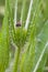Seed Bug on Wild Teasel plant