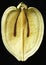 Seed Capsula Inside Carum Carvi