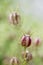 Seed capsule of a nigella damascena flower in the garden