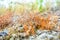 Seed capsules of ordinary moss among dry and green grass. Microscopic landscape