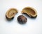 Seed coats and the seed of rubber trees or Hevea brasiliensis on a white background