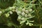 Seed cones of cedar