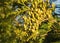 Seed cones on thuja branch