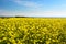 seed field at Cap Gris Nez, France