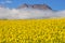 seed field with mountains