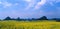 seed field panorama