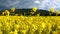 seed field and Wrekin in Shropshire