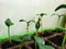 Seed germination, Seedlings cucumber plant. Selective Close-up of green seedling