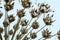 Seed of Giant Hogweed. Dangerous plant flowering with seeds