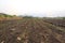 Seed of green grass growing after the wildfire burned in the dry season