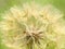 Seed head close-up, in Australia growing Giant Dandelion