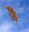 Seed head of a common reed grass silhouetted against a blue sky.