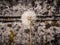 Seed head of dandelion