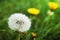 The seed head of Dandelion