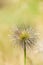 Seed Head of European Pasqueflower