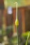 Seed Head on a leek