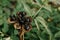 Seed head of tree peony in autumn. Paeonia suffruticosa growing in countryside garden.