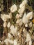 Seed heads of Bunny Tail grass