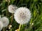 Seed heads of Dandelion growing on meadow