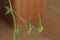 Seed heads of geranium