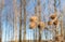 Seed heads of Greater Burdock or Arctium lappa plants