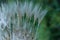 Seed heads of Salsify, Tragopogon dubius.