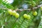 Seed Indian Gooseberry fruit bunch