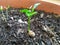 Seed orange earth green plants