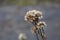 Seed parachute of a dried flower