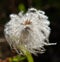 Seed Plume of Old Man`s Whiskers