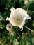 Seed pod capsule bulb and opium poppy flower