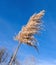 Seed pod of a common reed silhouetted against a blue sky.