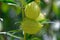 The seed pod of the milkweed, food of the Monarch Butterfly