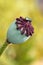 Seed pod of a poppy flower