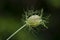 Seed pod of ragged lady buttercup