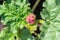 The seed pod of a rhubarb plant about to flower. A rhubarb plant is bolting, signifying the end of the rhubarb life cycle