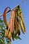 Seed pods of Acacia mimosa