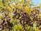 Seed pods on acacia tree close up