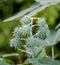 Seed pods of castor bean plants for biodiesel production