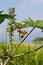 Seed pods of castor bean plants for biodiesel production