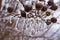 Seed Pods Encased in Ice