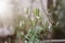 The seed pods and flowers of Kariyat Andrographis paniculata. Selective focus.