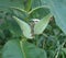 Seed Pods Forming on a Milkweed Plant