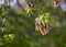 Seed Pods Hanging on Maple Tree Branch