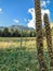 Seed pods in La Veta