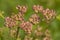 Seed pods of an overblown cow parsley plabt