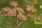 Seed pods of an overblown cow parsley plant